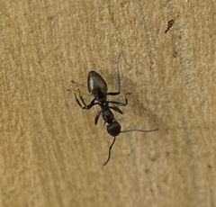 Dolichoderus clarki