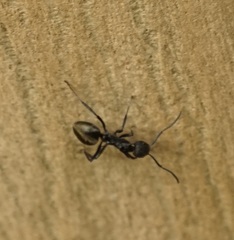 Dolichoderus clarki