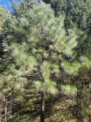 Pinus montezumae