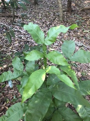 Melicoccus bijugatus