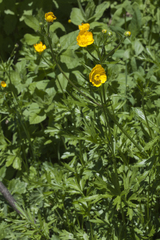 Ranunculus caucasicus