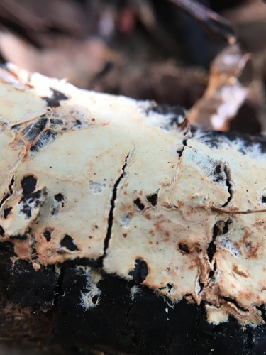 Representative image of Phanerochaete