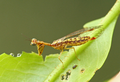 Austromantispa imbecilla