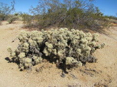 Cylindropuntia chuckwallensis