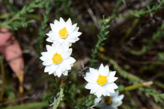 Rhodanthe anthemoides