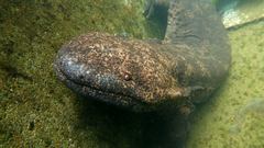 Japanese Giant Salamander photo 5