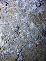 Teleogryllus mitratus