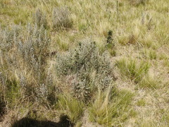 Baccharis artemisioides