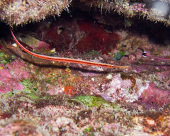 Dunckerocampus baldwini