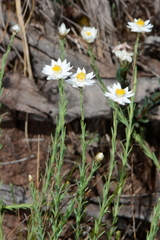Rhodanthe anthemoides