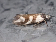 Lonchoptena episcota