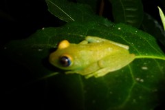 Boophis viridis