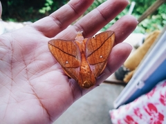 Adeloneivaia