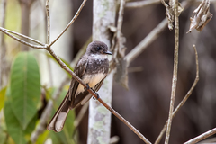 Rhipidura rufiventris