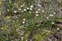 Rhodanthe anthemoides