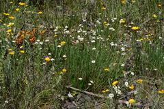 Rhodanthe anthemoides