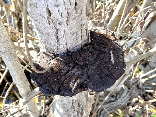 iNaturalist observation photo of Fungi Including Lichens