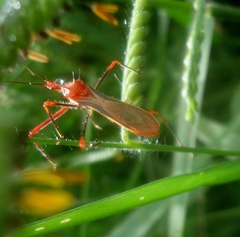 Ricolla quadrispinosa