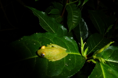 Boophis viridis