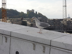 Larus argentatus