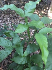 Melicoccus bijugatus