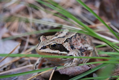 Rana amurensis