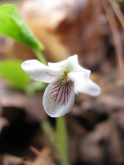 Viola pallens