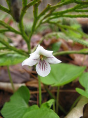 Viola pallens