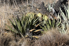 Agave × glomeruliflora