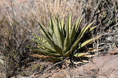 Agave × glomeruliflora