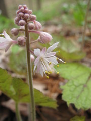 Tiarella stolonifera