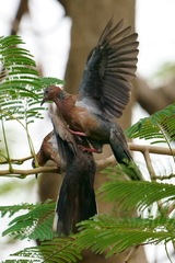 Streptopelia chinensis