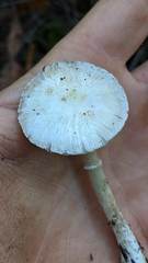Lepiota sequoiarum
