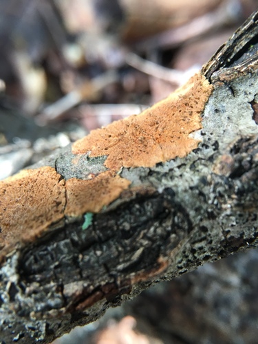 Hydnoporia olivacea image