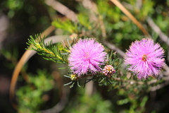 Melaleuca trichophylla