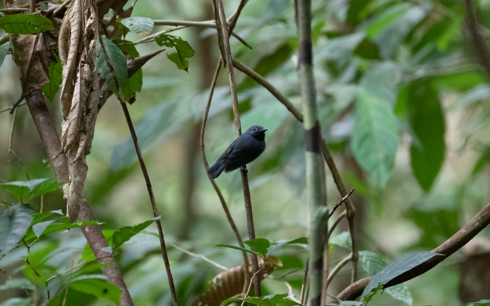 Saturnine Antshrike (Thamnomanes saturninus), photo 1