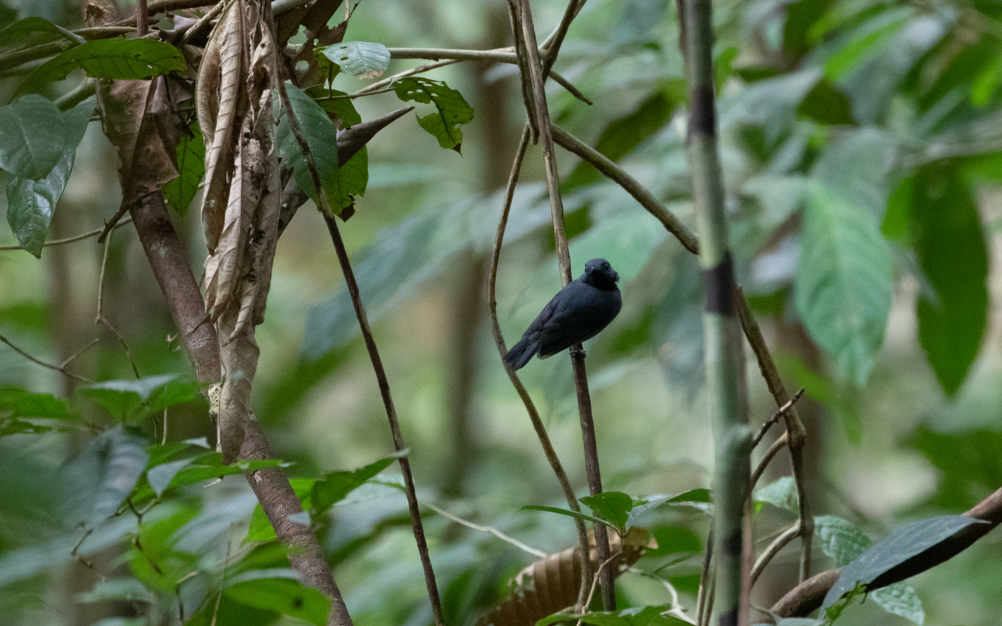 Saturnine Antshrike (Thamnomanes saturninus), photo 2