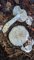 Tricholoma pardinum