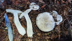 Tricholoma pardinum