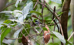 Hylophylax naevius