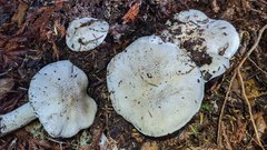 Tricholoma pardinum