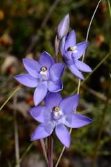 Thelymitra alpina