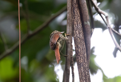 Ancistrops strigilatus