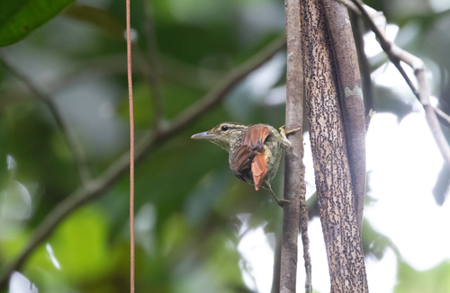 Chestnut-winged Hookbill (Ancistrops strigilatus), photo 8