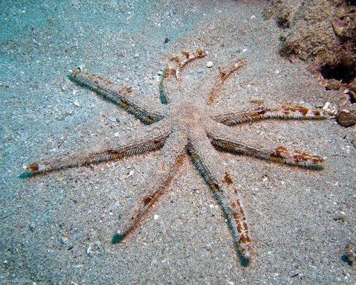 Luidia aspera