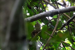 Ancistrops strigilatus