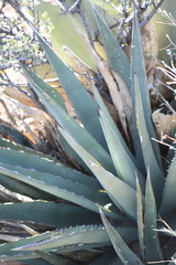 Agave × glomeruliflora
