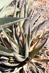 Agave × glomeruliflora