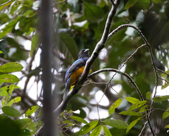Trogon ramonianus