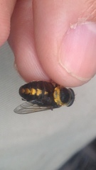 Scaptia pulchra